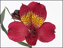 www.floristic.ru - . ALSTROEMERIA ()