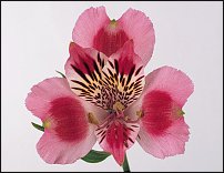 www.floristic.ru - . ALSTROEMERIA ()