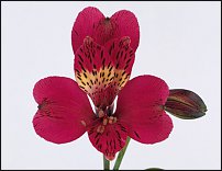 www.floristic.ru - . ALSTROEMERIA ()