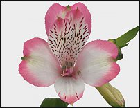 www.floristic.ru - . ALSTROEMERIA ()