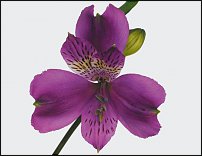 www.floristic.ru - . ALSTROEMERIA ()