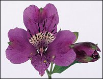 www.floristic.ru - . ALSTROEMERIA ()