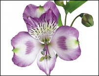 www.floristic.ru - . ALSTROEMERIA ()