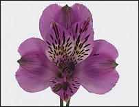 www.floristic.ru - . ALSTROEMERIA ()