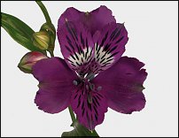 www.floristic.ru - . ALSTROEMERIA ()