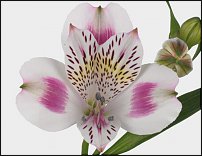 www.floristic.ru - . ALSTROEMERIA ()