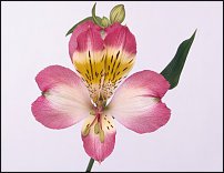 www.floristic.ru - . ALSTROEMERIA ()