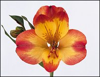 www.floristic.ru - . ALSTROEMERIA ()