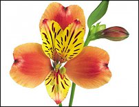 www.floristic.ru - . ALSTROEMERIA ()