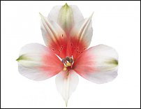 www.floristic.ru - . ALSTROEMERIA ()