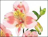 www.floristic.ru - . ALSTROEMERIA ()