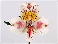 www.floristic.ru - . ALSTROEMERIA ()