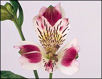 www.floristic.ru - . ALSTROEMERIA ()