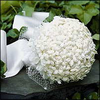 www.floristic.ru - . !!!!!