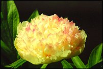 www.floristic.ru - . 