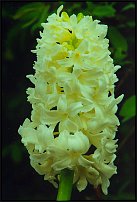 www.floristic.ru - . Hyacinthus - 