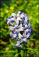 www.floristic.ru - . Hyacinthus - 