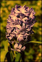 www.floristic.ru - . Hyacinthus - 