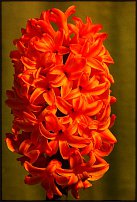 www.floristic.ru - . Hyacinthus - 