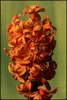 www.floristic.ru - . Hyacinthus - 