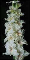 www.floristic.ru - . 