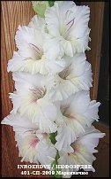 www.floristic.ru - . 