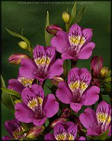 www.floristic.ru - . ALSTROEMERIA ()