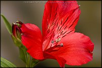 www.floristic.ru - . ALSTROEMERIA ()