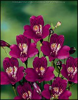 www.floristic.ru - . ALSTROEMERIA ()