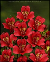 www.floristic.ru - . ALSTROEMERIA ()