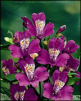 www.floristic.ru - . ALSTROEMERIA ()