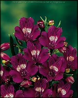 www.floristic.ru - . ALSTROEMERIA ()