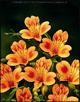 www.floristic.ru - . ALSTROEMERIA ()