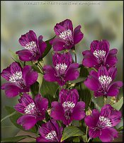 www.floristic.ru - . ALSTROEMERIA ()