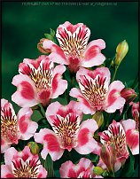 www.floristic.ru - . ALSTROEMERIA ()