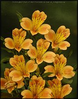 www.floristic.ru - . ALSTROEMERIA ()