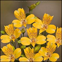 www.floristic.ru - . ALSTROEMERIA ()