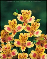 www.floristic.ru - . ALSTROEMERIA ()