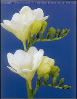 www.floristic.ru - . Freesia - 