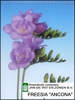 www.floristic.ru - . Freesia - 