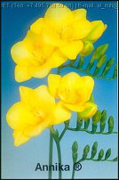 www.floristic.ru - . Freesia - 