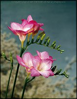 www.floristic.ru - . Freesia - 