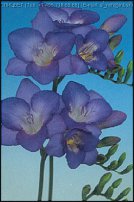 www.floristic.ru - . Freesia - 