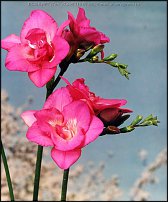 www.floristic.ru - . Freesia - 