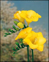 www.floristic.ru - . Freesia - 