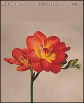 www.floristic.ru - . Freesia - 