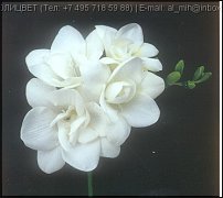 www.floristic.ru - . Freesia - 