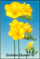 www.floristic.ru - . Freesia - 