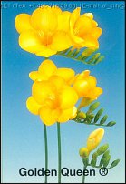 www.floristic.ru - . Freesia - 