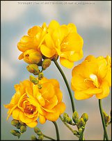 www.floristic.ru - . Freesia - 